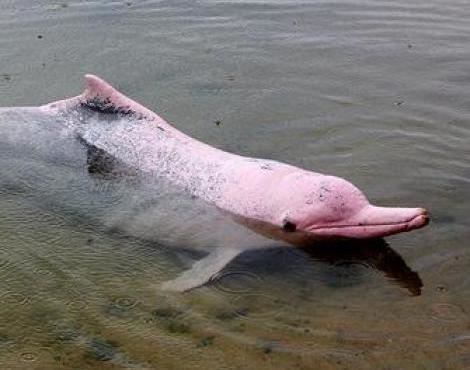 River dolphin River Dolphin Platanistoidea Animals AZ Animals