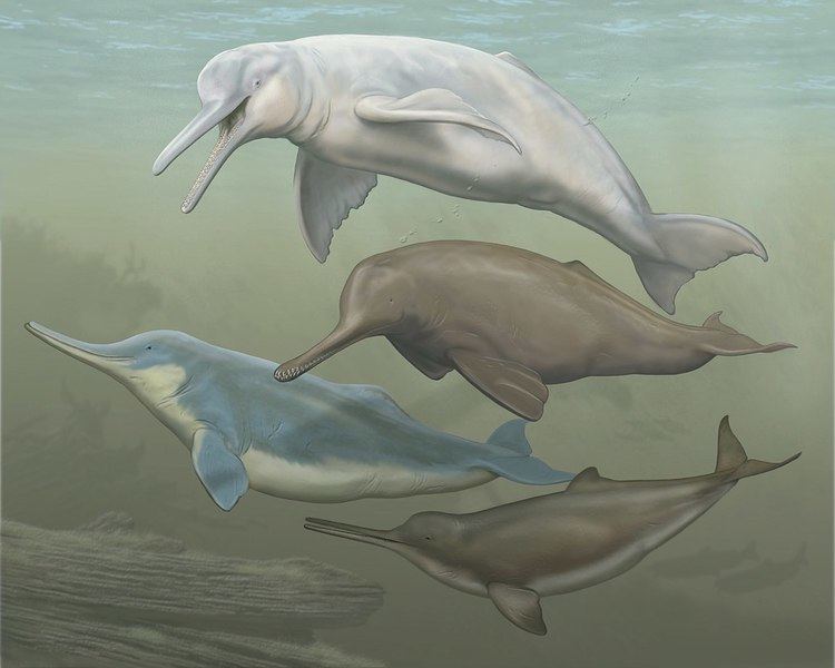 River dolphin River dolphin Wikipedia