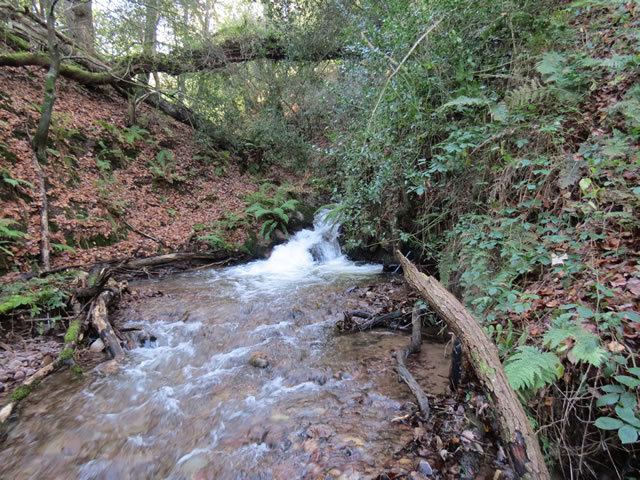 River Holford Upstream from join with River Holford