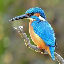 River kingfishers httpsuploadwikimediaorgwikipediacommonsthu