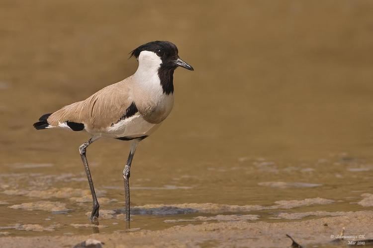 River lapwing River Lapwing Vanellus duvaucelii videos photos and sound