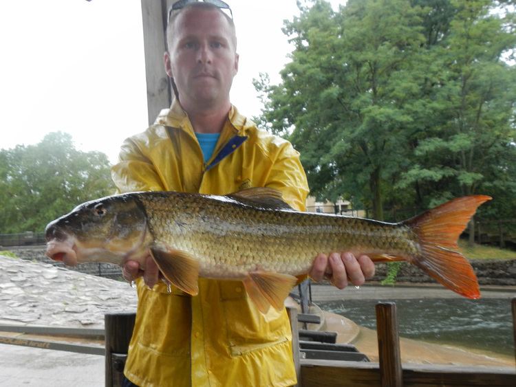 River redhorse Document Center Local Fish Community River Redhorse Moxostoma