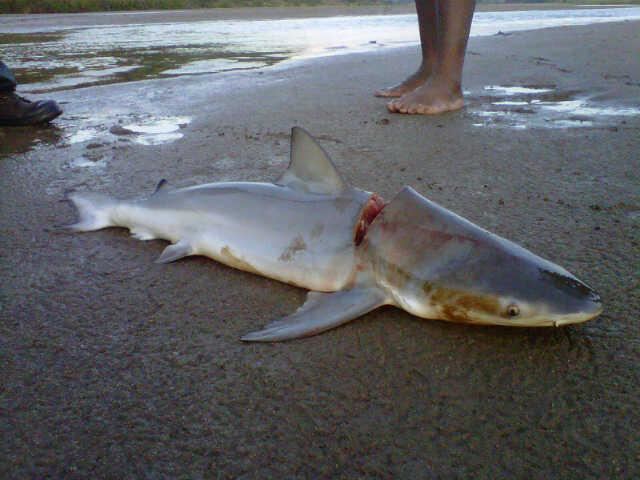 River shark Small Bull Shark killed by Rangers in South African River Shark