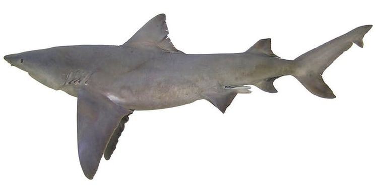 River shark River shark and blue goanna among 1000 new species discovered in New