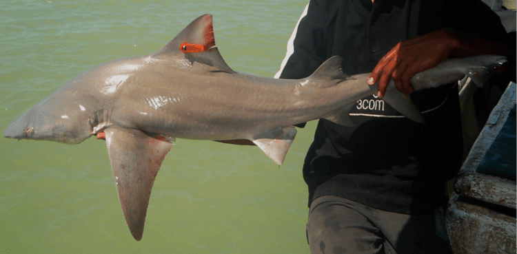 River shark Australian endangered species Northern River Shark
