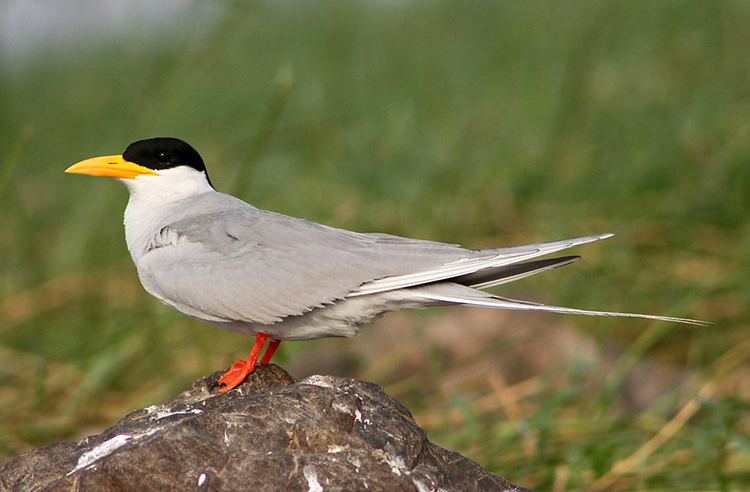River tern River Terns and Pratincoles A Photo Essay Darter Photography