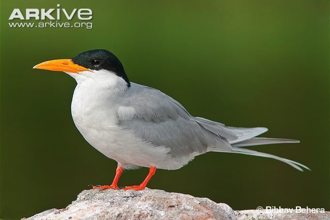 River tern River tern videos photos and facts Sterna aurantia ARKive