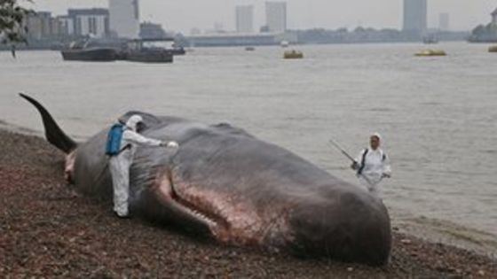 River Thames whale Beached whale art near Cutty Sark BBC News