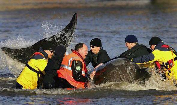 River Thames whale Dead whale dragged ashore from Thames Estuary to be examined by