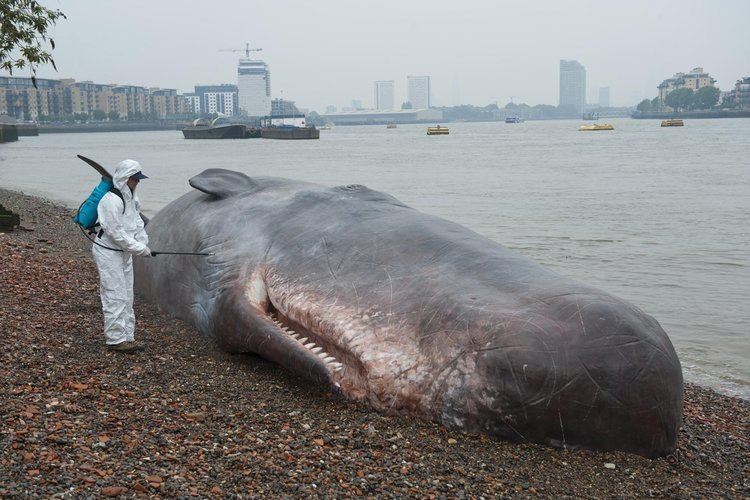 River Thames whale Philip Hoare The whales of London London Evening Standard