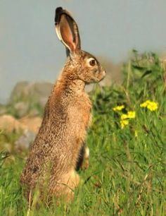 Riverine rabbit Riverine Rabbit Bunolagus monticularis is assessed as Critically