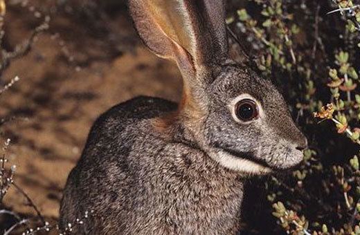 Riverine rabbit Riverine Rabbit Characteristics Habitat amp Breeding Critically