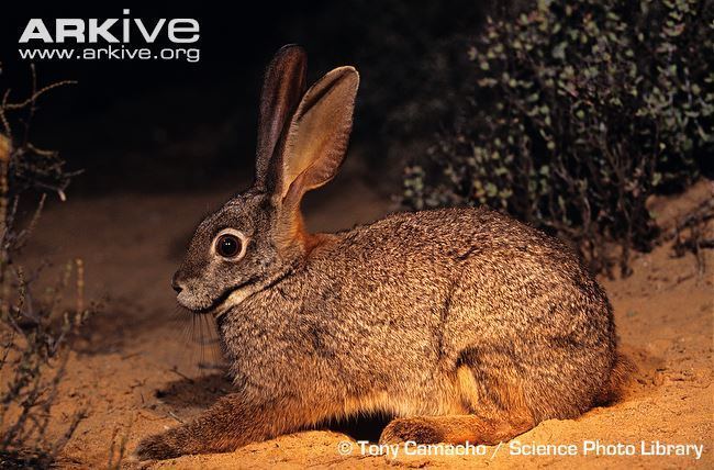 Riverine rabbit Riverine rabbit videos photos and facts Bunolagus monticularis