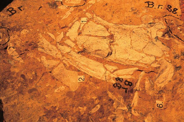 Riversleigh Australian Fossil Mammal Sites Riversleigh Naracoorte UNESCO