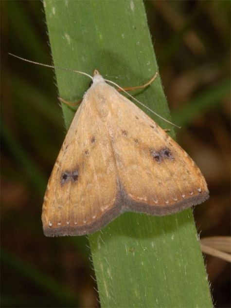 Rivula sericealis European Lepidoptera and their ecology Rivula sericealis