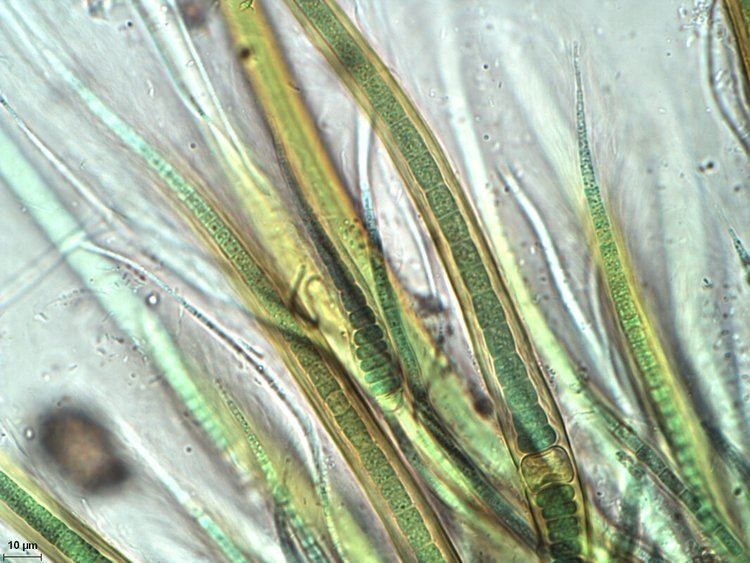 Rivularia SoftBodied Stream Algae of California Rivularia