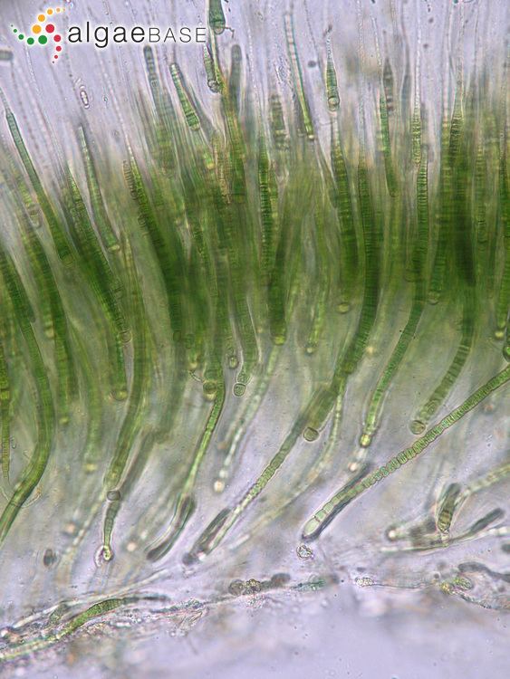 Rivularia Rivularia bullata Berkeley ex Bornet amp Flahault Algaebase