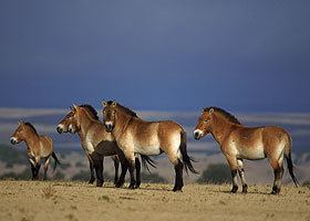 Riwoche horse Riwoche Horse Info Origin History Pictures Horse Breeds