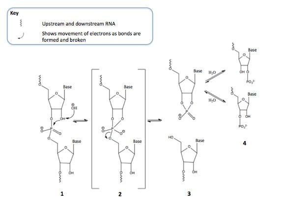 RNA hydrolysis