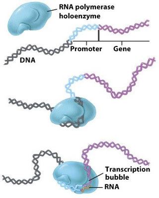 RNA polymerase Sandwalk How RNA Polymerase Binds to DNA