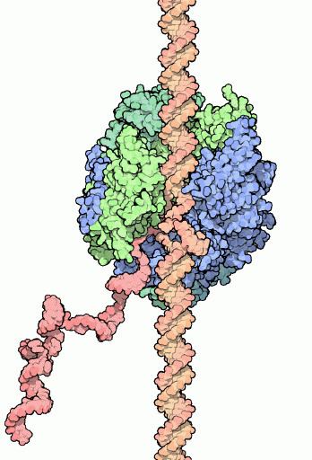 RNA polymerase httpscdnrcsborgpdb101motmimages1i6hcompo
