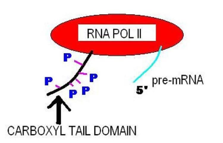 RNA polymerase II holoenzyme