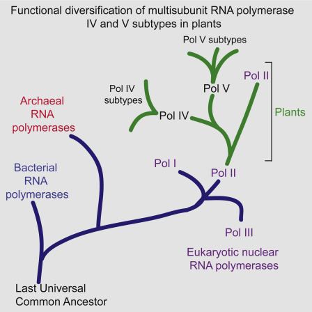 RNA polymerase IV arselscdncomcontentimage1s20S221112471400
