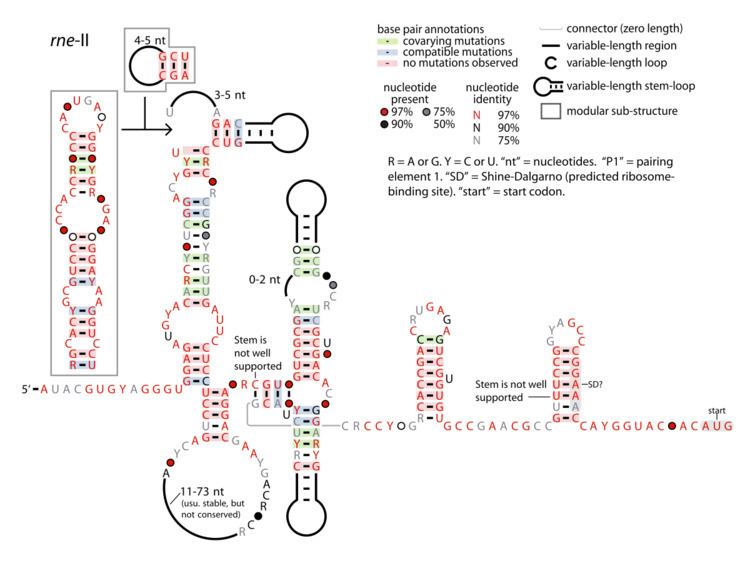 Rne-II RNA motif