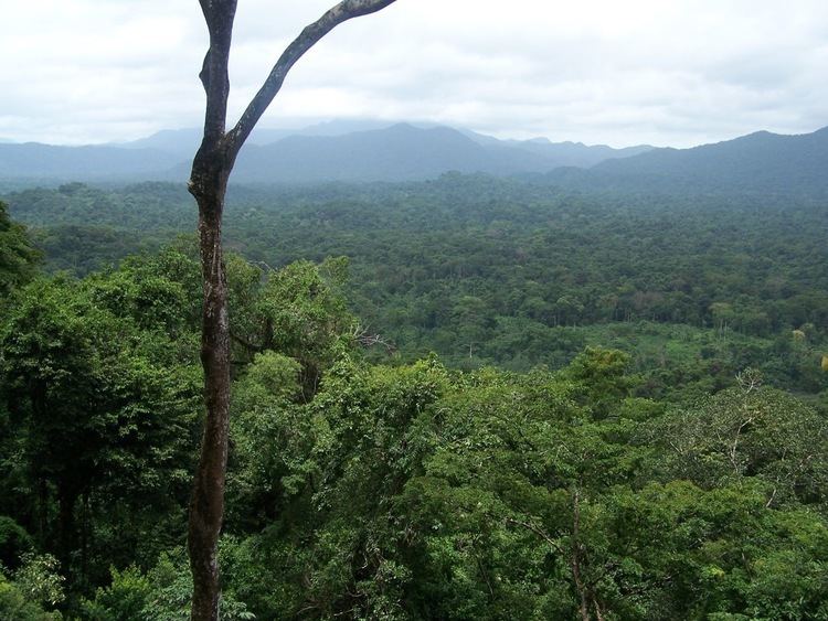 Río Plátano Biosphere Reserve FSCWatch Things not improving in Rio Platano Honduras more