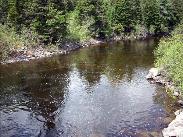 Roach River (Maine) wwwperfectflystorecomsitebuilderimagesROACH2
