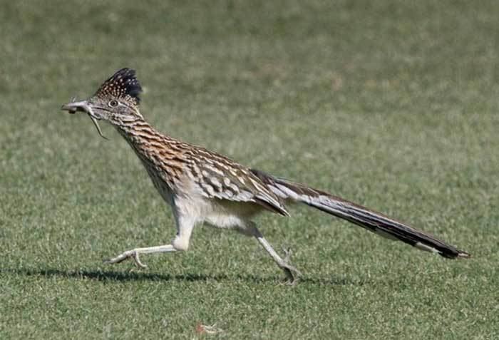Roadrunner Roadrunner Bird Geococcyx californianus DesertUSA