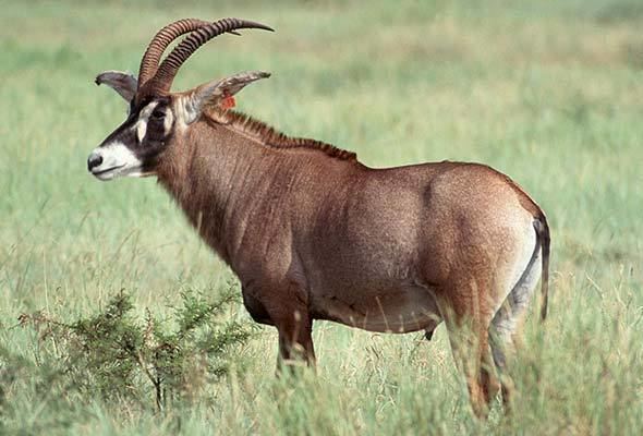 Roan antelope Roan Antelope South Africa Mammals