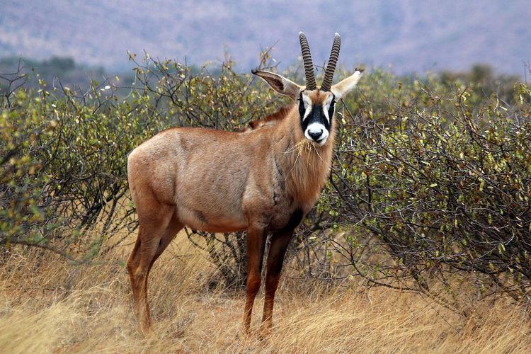 Roan antelope Roan antelope Wikipedia