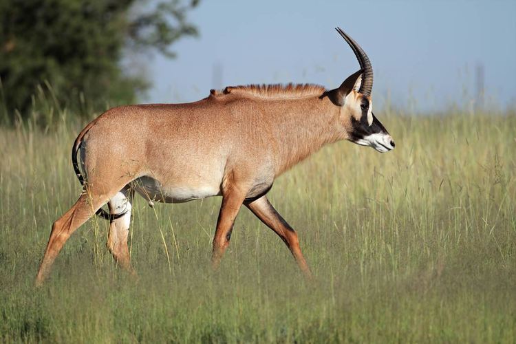 Roan antelope Roan Antelope Etosha National Park Namibia