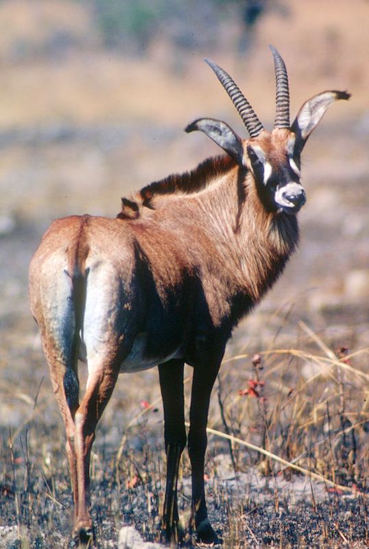 Roan antelope wwwawforgsitesdefaultfilesmediagallerywild