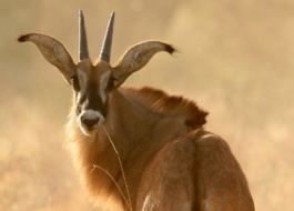 Roan antelope Roan Antelope African Wildlife Foundation