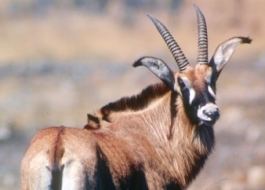 Roan antelope Roan Antelope African Wildlife Foundation