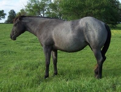 Roan (color) BLUE ROAN HORSE COLOR Genetics descriptions photos