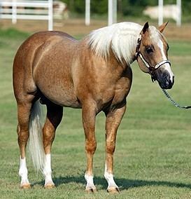 Roan (color) roan horses