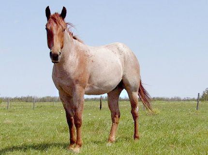 Roan (color) 1000 images about Horse Color Roan on Pinterest Rare horses