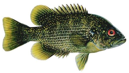 Roanoke bass Ambloplites cavifrons Roanoke Bass