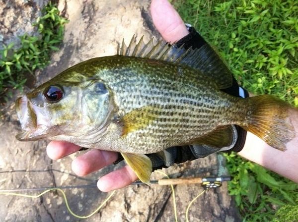 Roanoke bass Today39s Roanoke Bass Fishing Report Hookedin