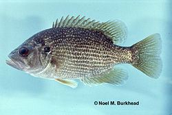 Roanoke bass Roanoke bass Wikipedia