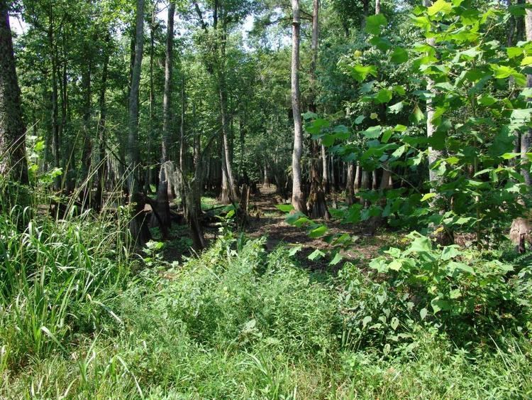 Roanoke River National Wildlife Refuge alligatorrivertourspherecomprojectassets2861