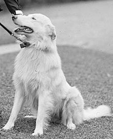 Rob Roy (dog) httpsuploadwikimediaorgwikipediacommonsthu