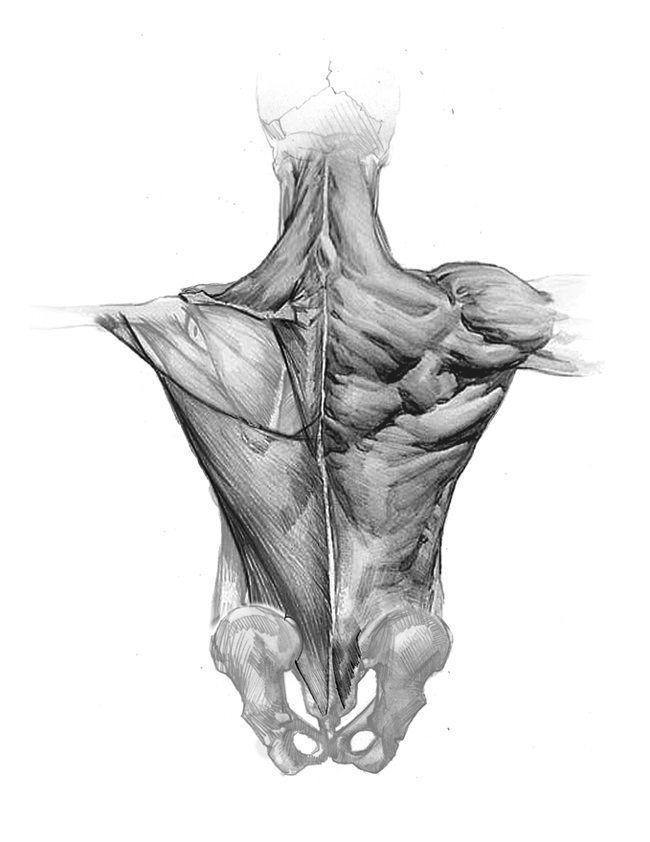 Robert Beverly Hale Anatomy by Robert Beverly Hale
