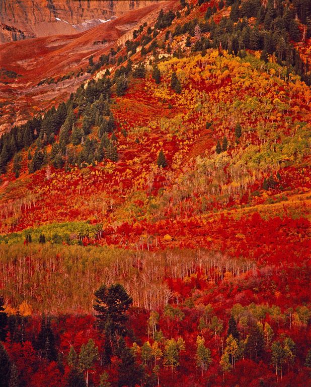 Robert Glenn Ketchum Photo of the Week Wild Autumn Color Amon Carter Museum