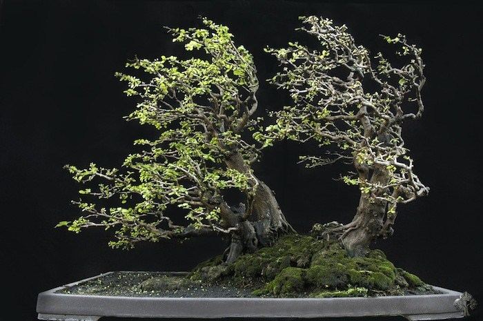 Robert Steven Robert Steven Bonsai Empire