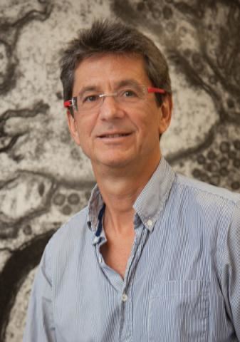 Roberto Malinow Featured Researcher Roberto Malinow MD PhD Cure Alzheimer39s