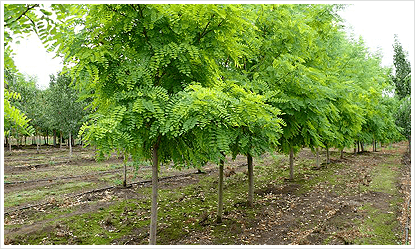 Robinia Golden Robinia are an attractive mediumsized tree